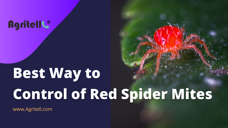 Best Way to Control of Red Spider Mites on Crops.