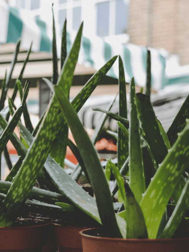 “Aloe Vera Cultivation Guide: Essential Plant Protection Tips