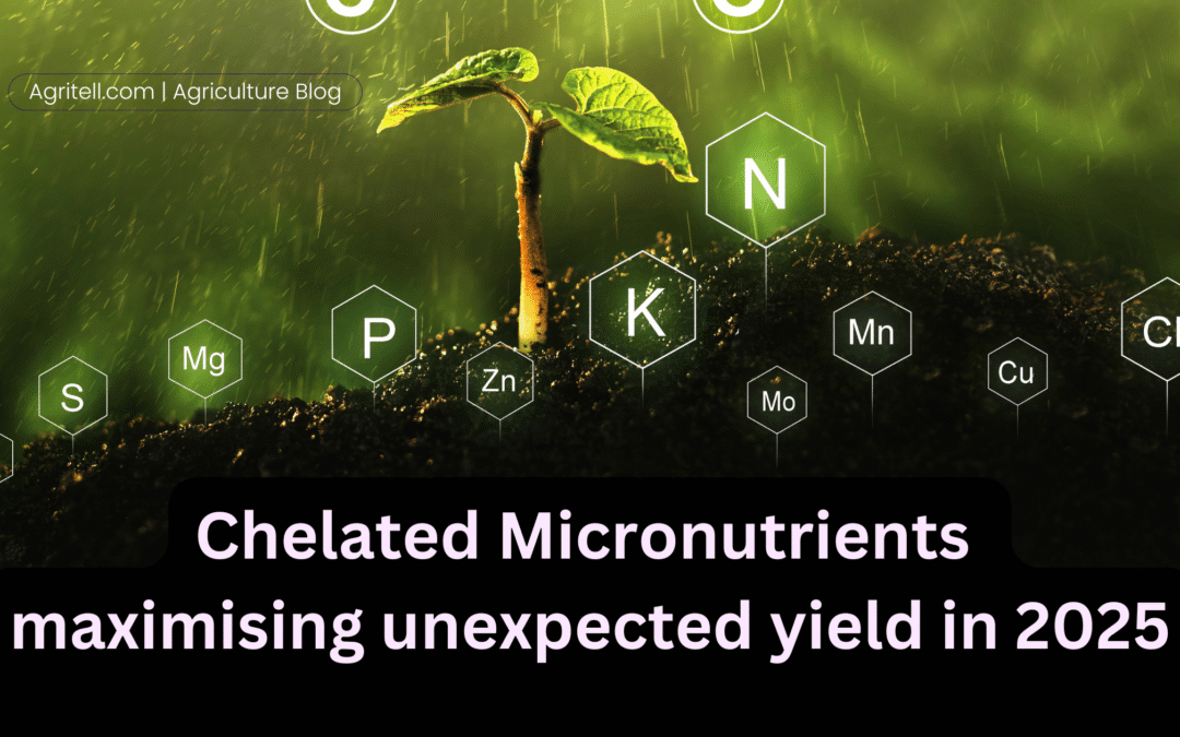 Chelated Micronutrients maximising unexpected yield