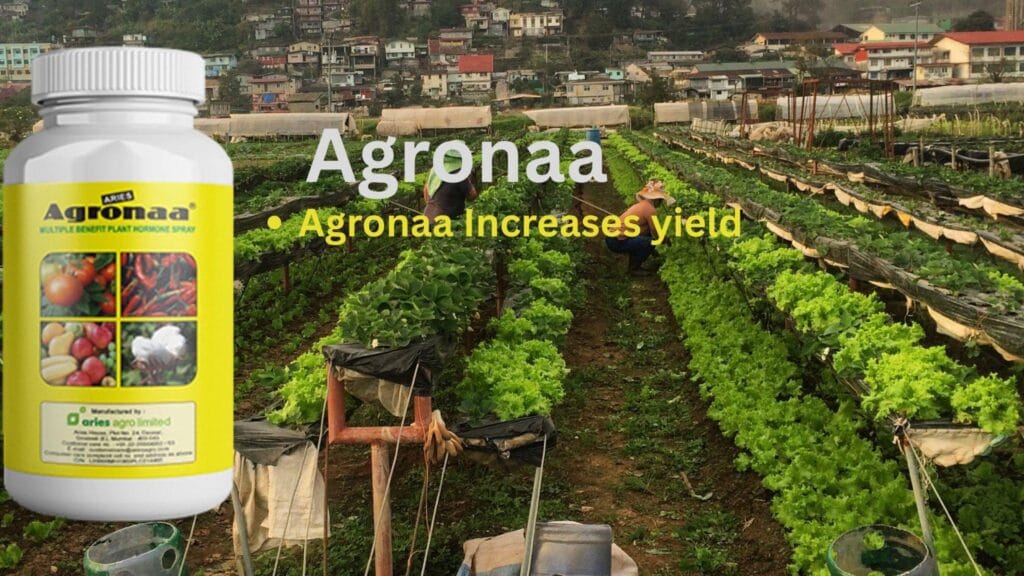 Agronaa Aries