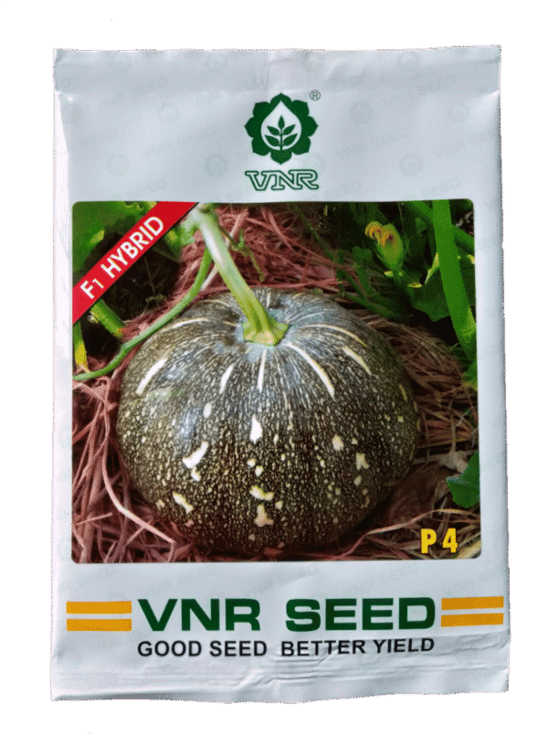 Buy P4 Hybrid Pumpkin Online - Agritell.com