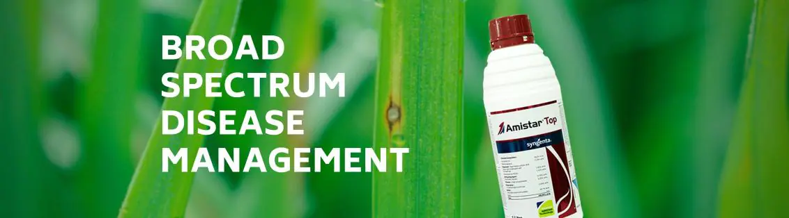 Syngenta Amister Top Fungicide