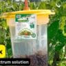 vegetable fly trap