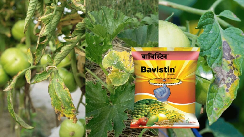 Bavistin Fungicide