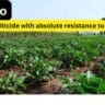 Borneo insecticide
