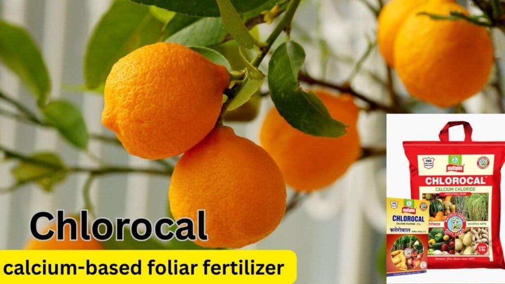 multiplex chlorocal