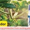 Confodor insecticide