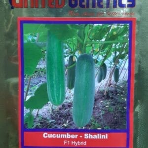 Buy CUCUMBER-SHALINI Online - Agritell.com
