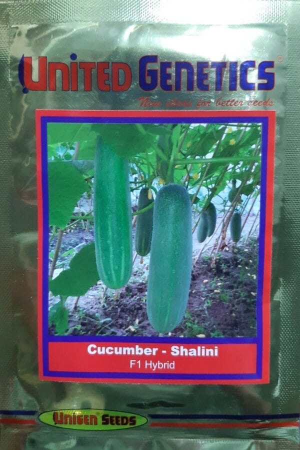 Buy CUCUMBER-SHALINI Online - Agritell.com