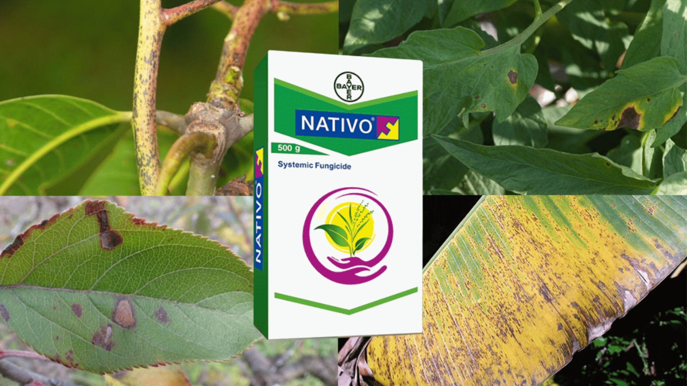 bayer nativo fungicide