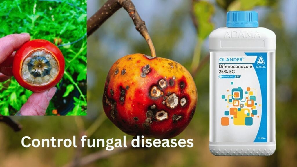 olaneder fungicide
