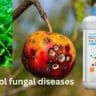 olaneder fungicide