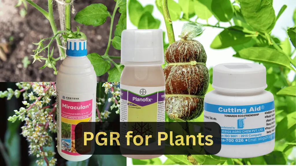 Plant Growth Regulators