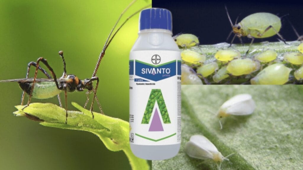 sivanto prime insecticide