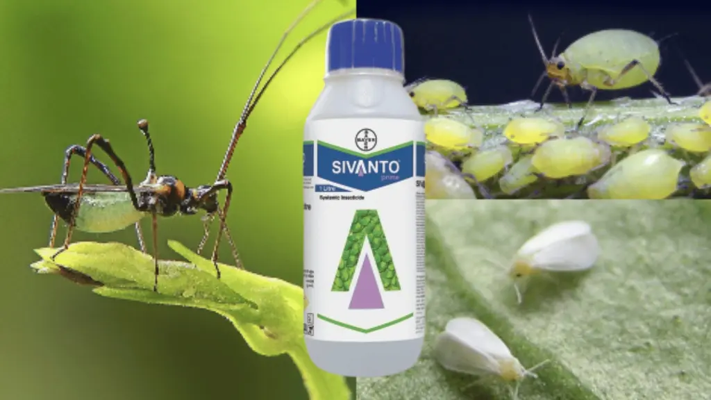sivanto prime insecticide