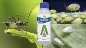 sivanto prime insecticide
