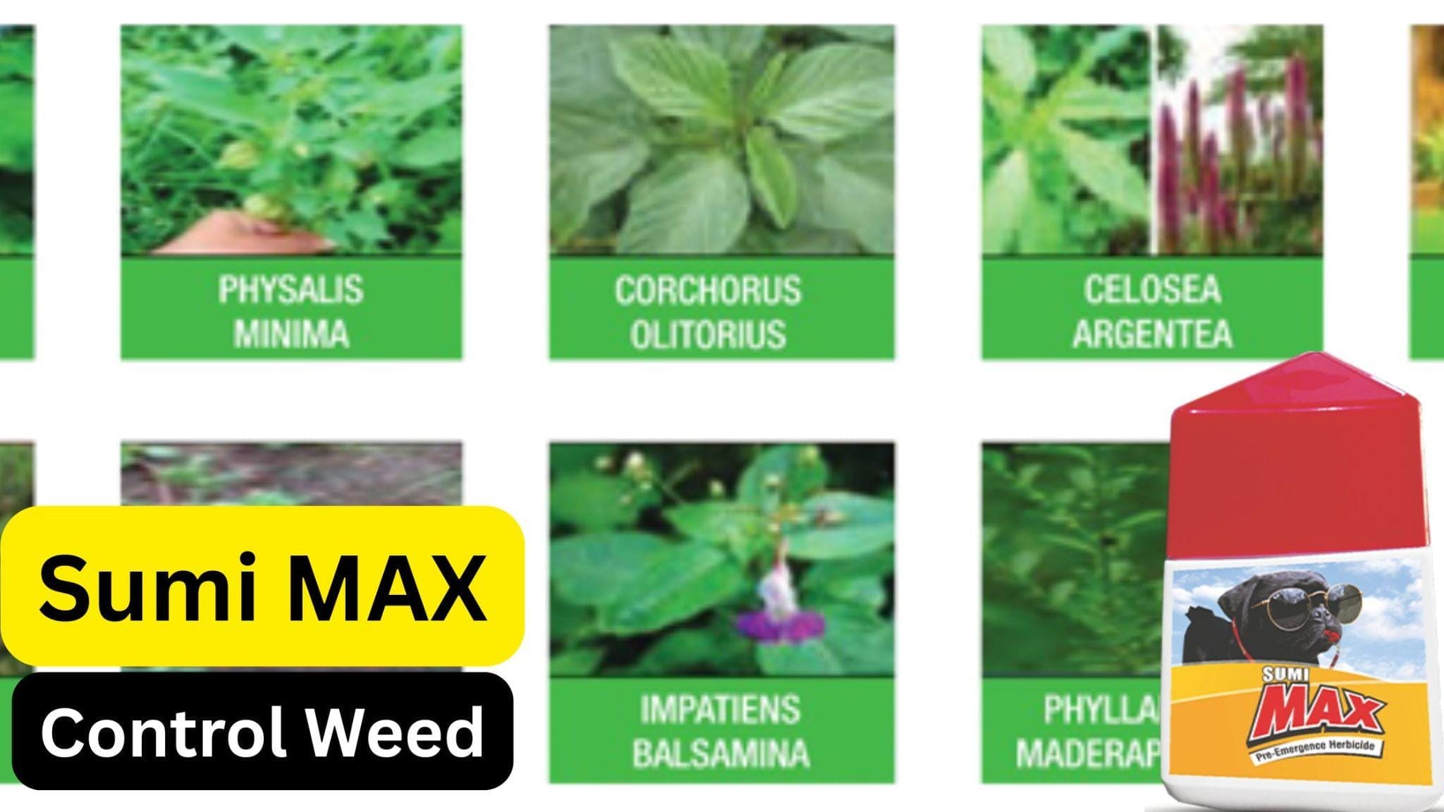 sumimax herbicide
