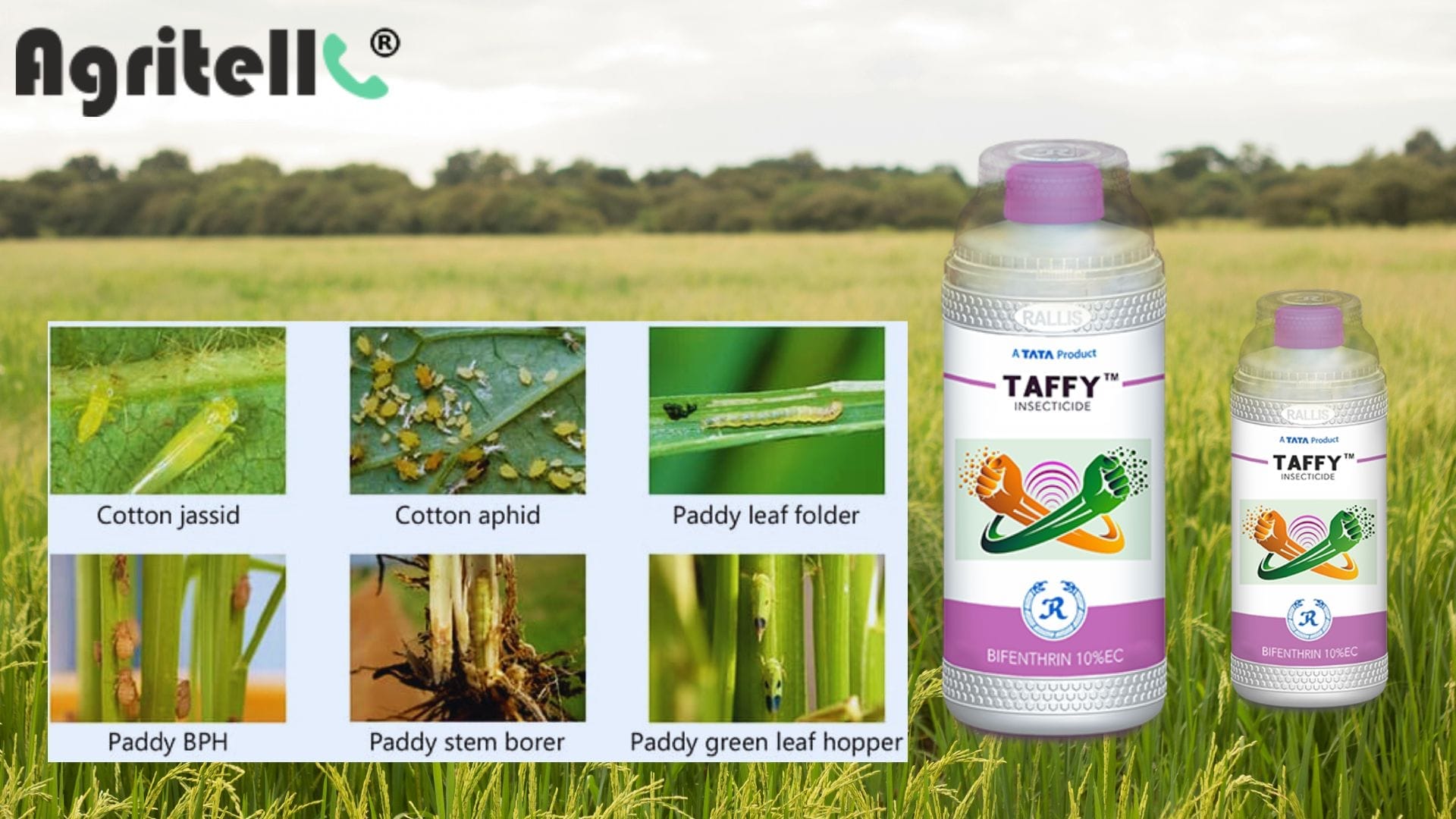 taffy acaricide