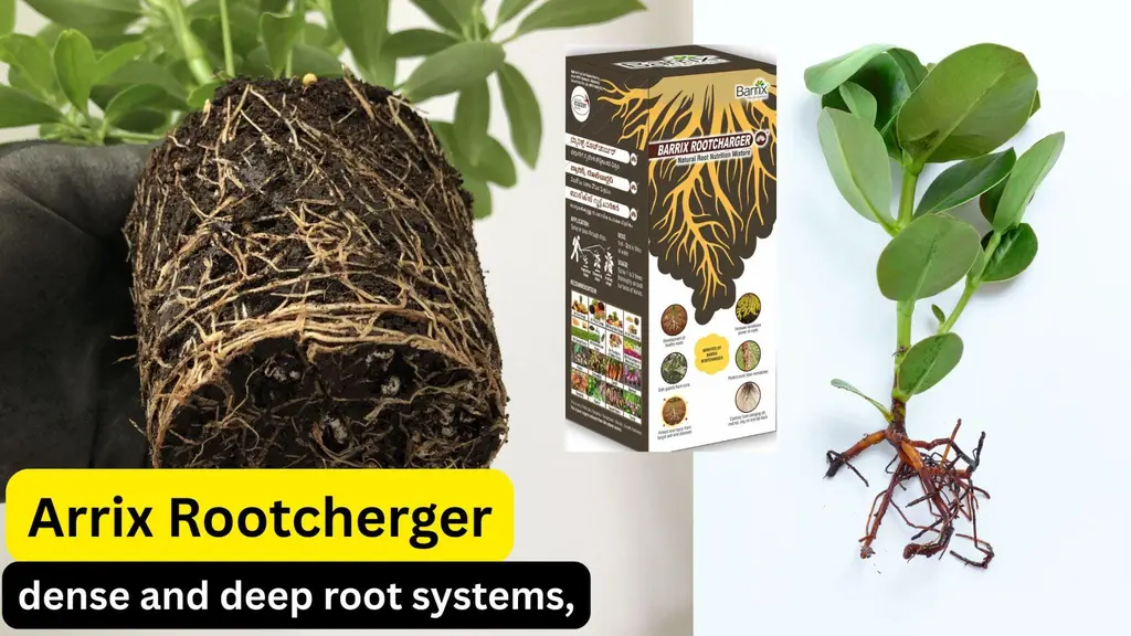 barrix rootcharger