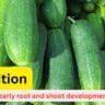bayer ambition