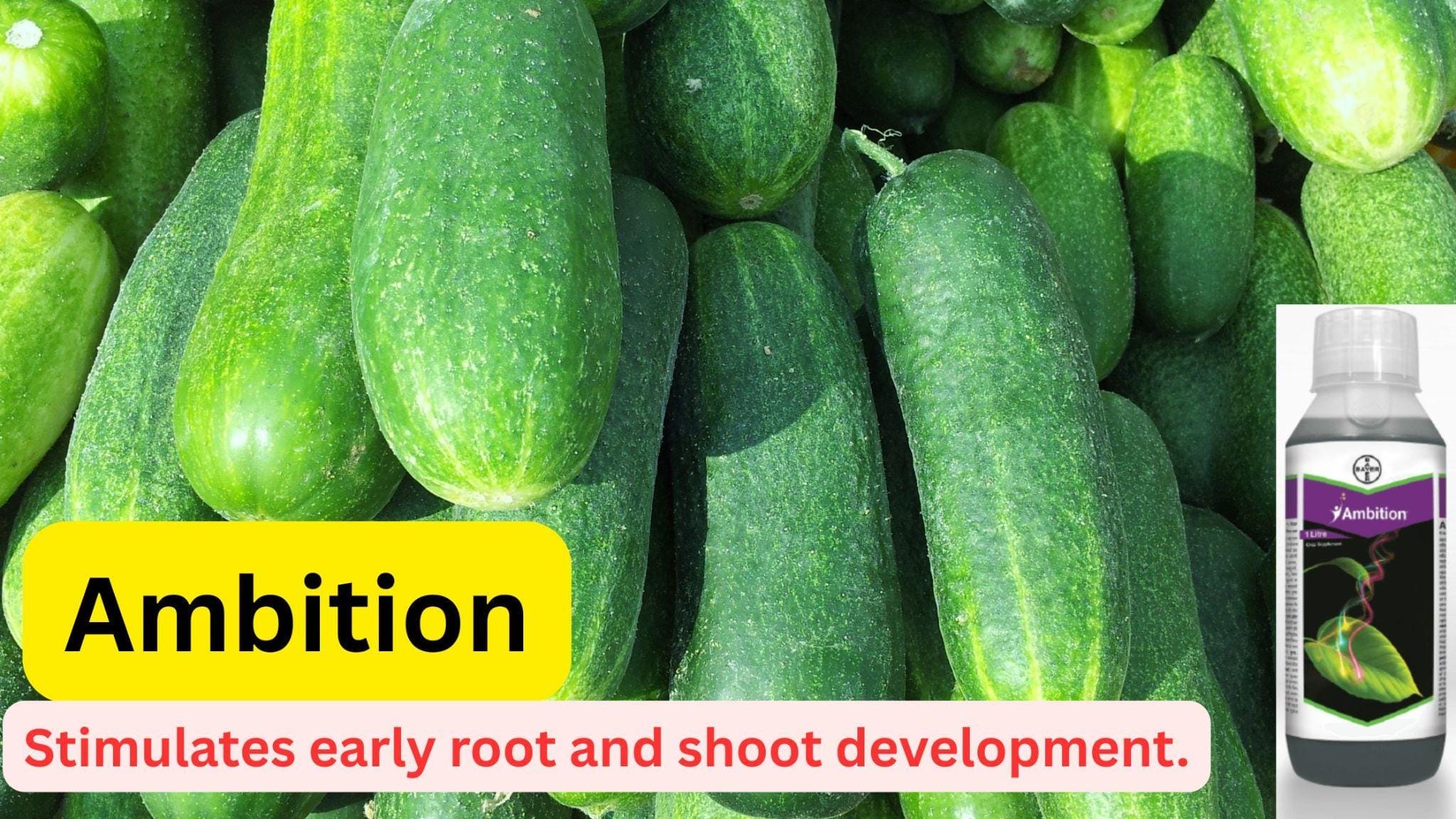 bayer ambition