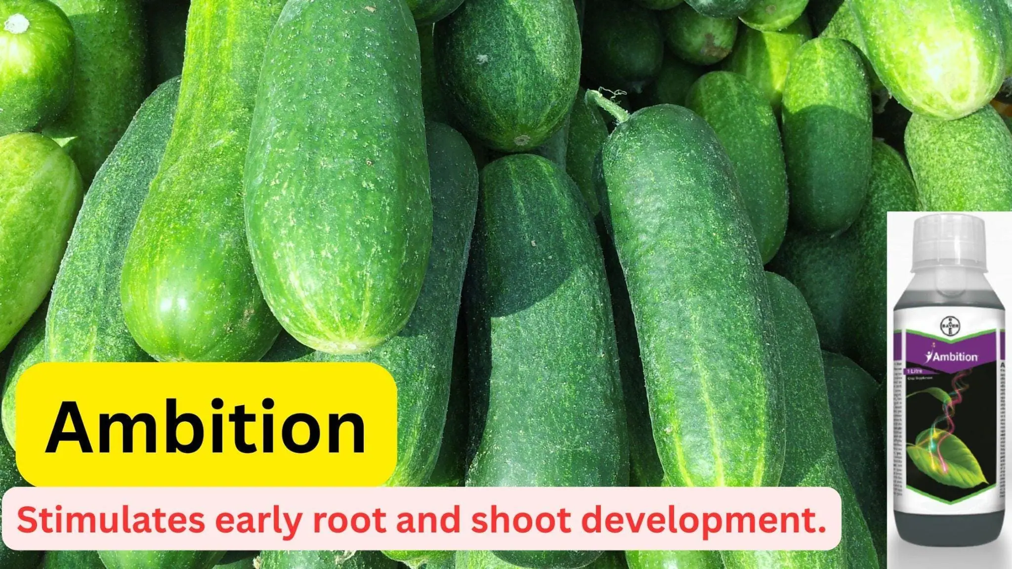 bayer ambition