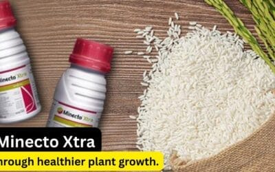 Minecto Xtra Insecticide – Next-Generation Insecticide for Powerful, Long-Lasting Pest Control.
