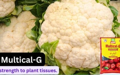 Multiplex MULTICAL-G: Powerful Calcium Nutrition for Healthier, Stronger Crops
