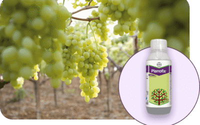 Maximizing Crop Yield and Profitability with Bayer Planofix PGR.