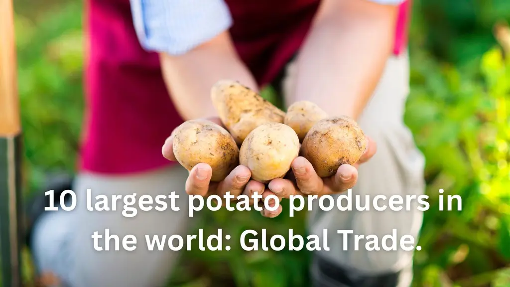 10 largest potato producers in the world Global Trade.