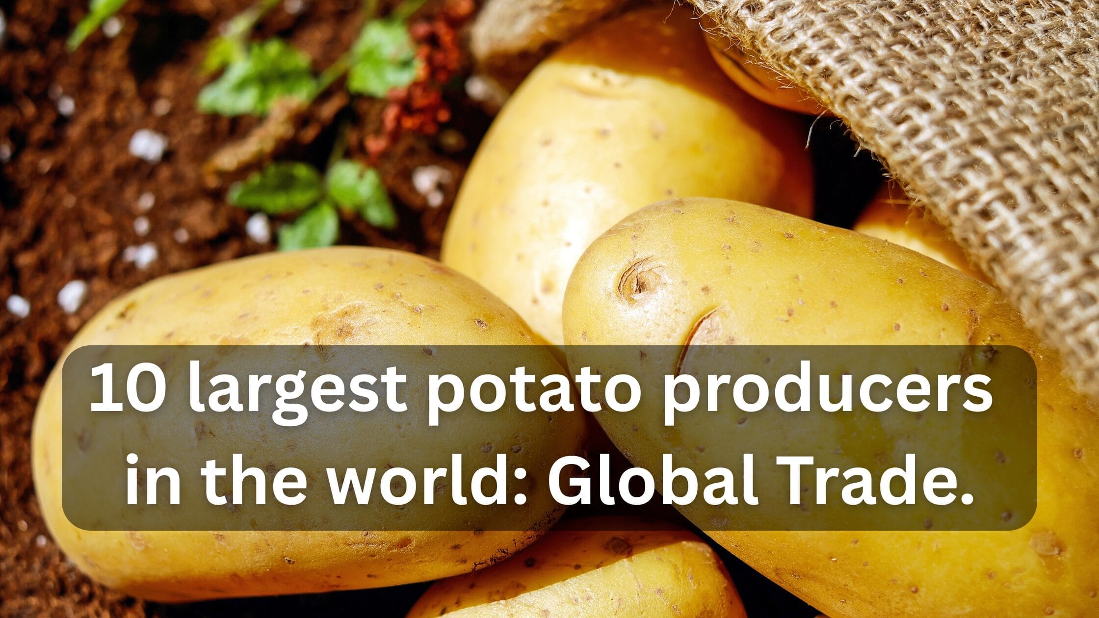 10 largest potato producers in the world: Global Trade.