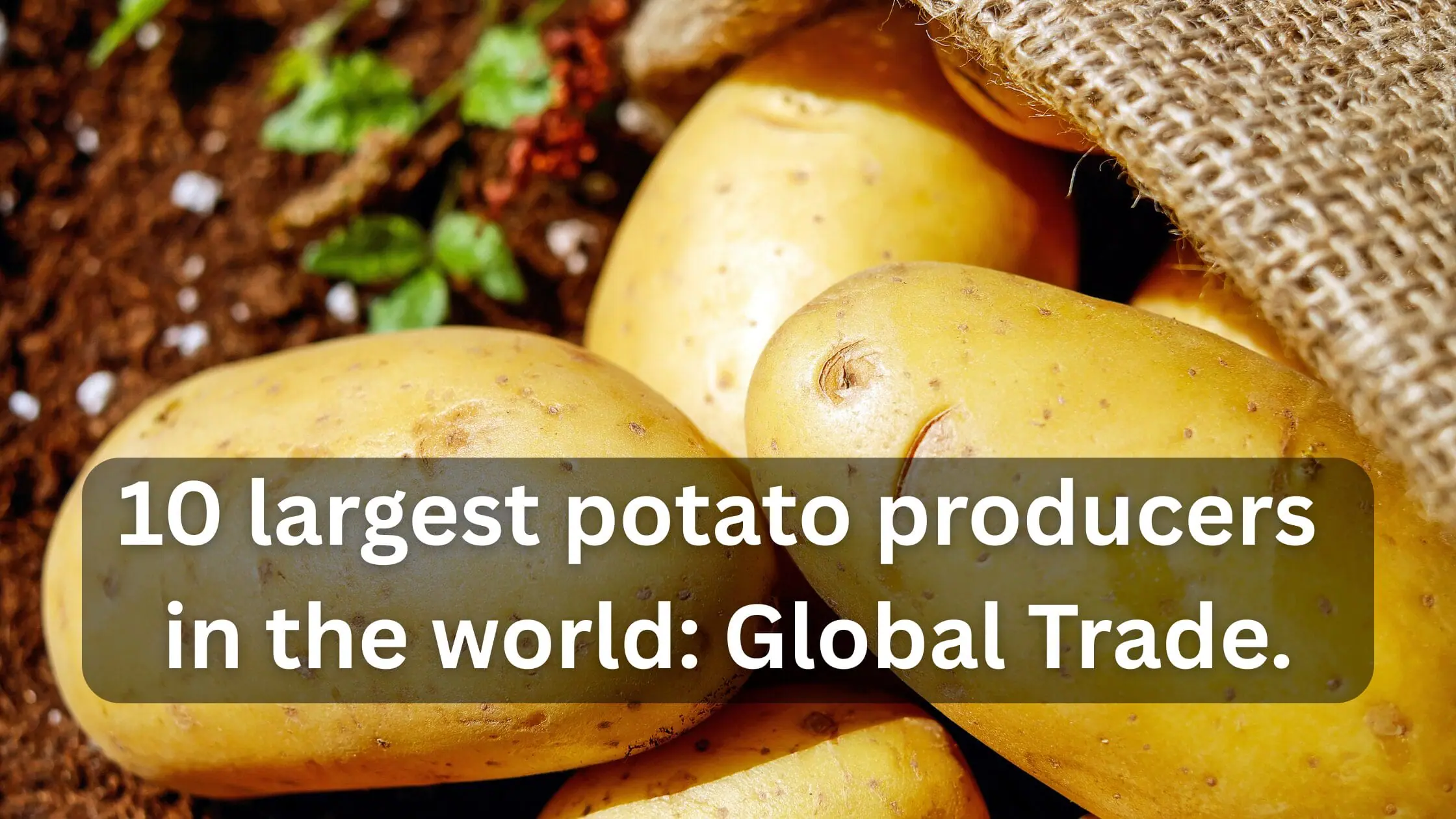 10 largest potato producers in the world Global Trade.