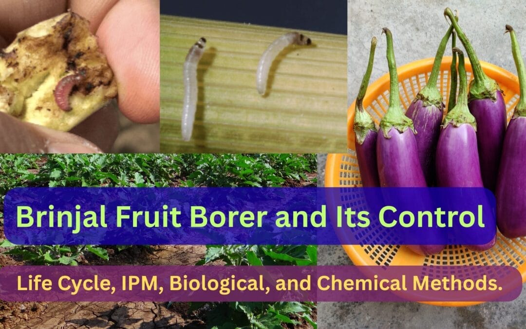 Brinjal Fruit Borer and It's Control