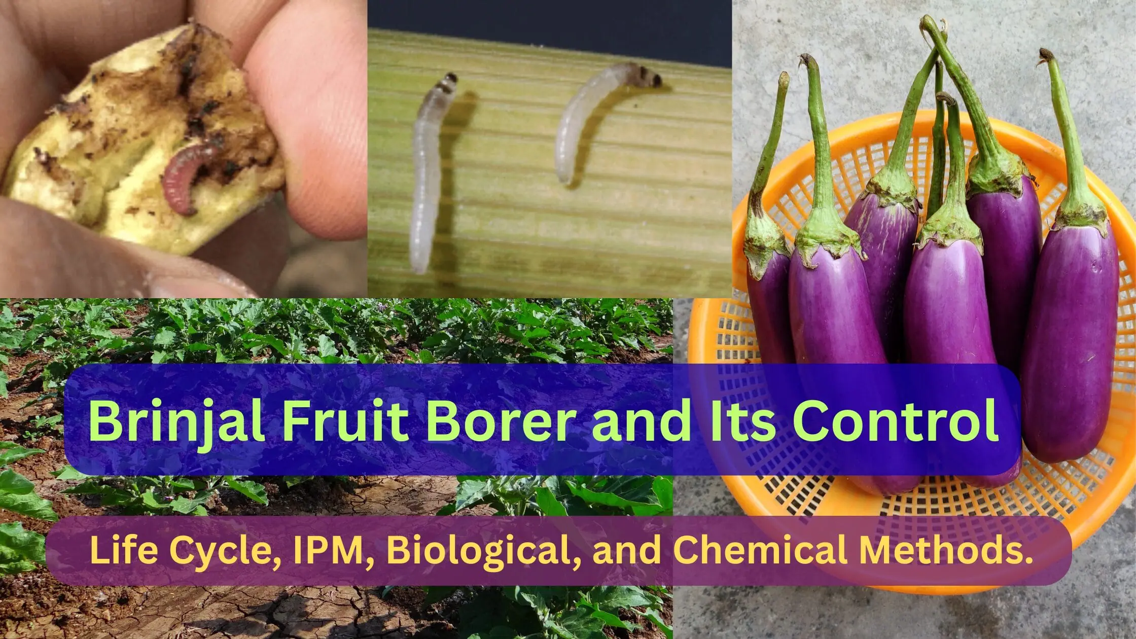 Brinjal Fruit Borer and It's Control