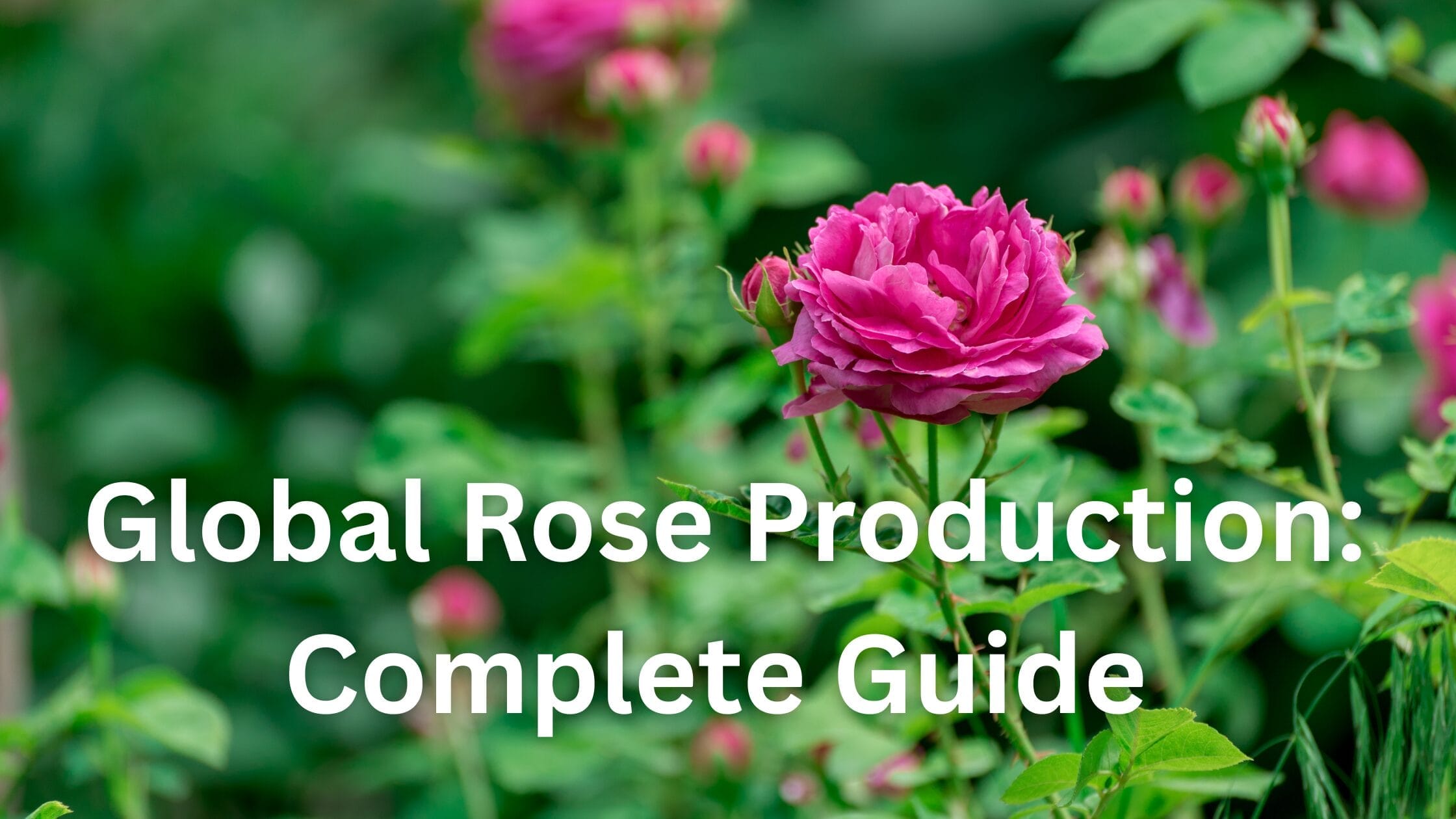 Global Rose Production: Complete Guide to Growing and Cultivation Methods.