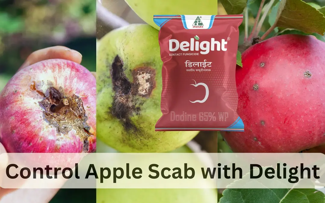 Delight Fungicide: A Broad-Spectrum Protector Against Fungal Diseases