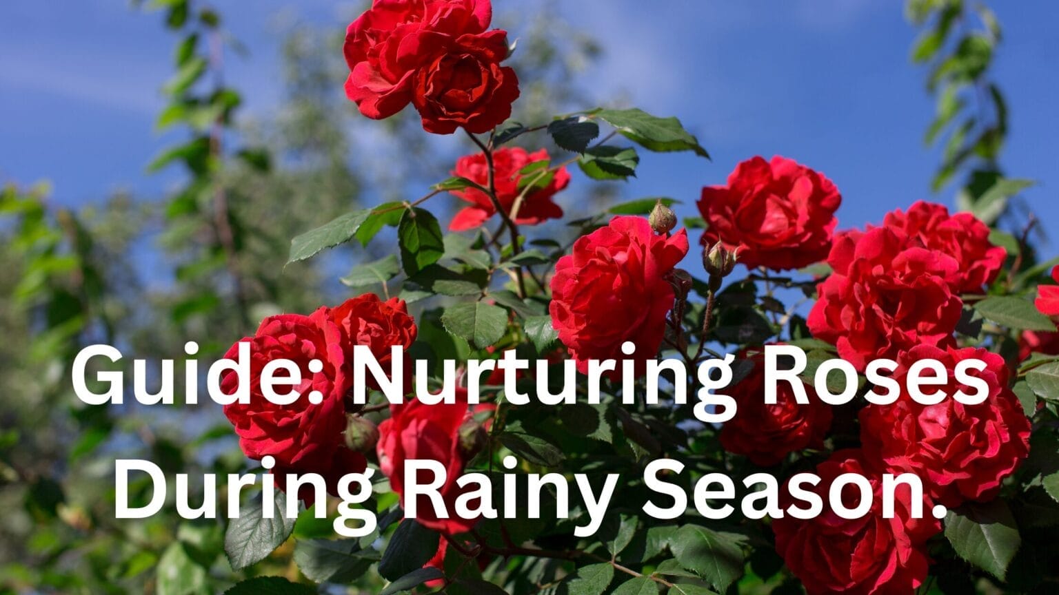 Nurturing Roses in the Garden During Rainy Season: A Comprehensive ...