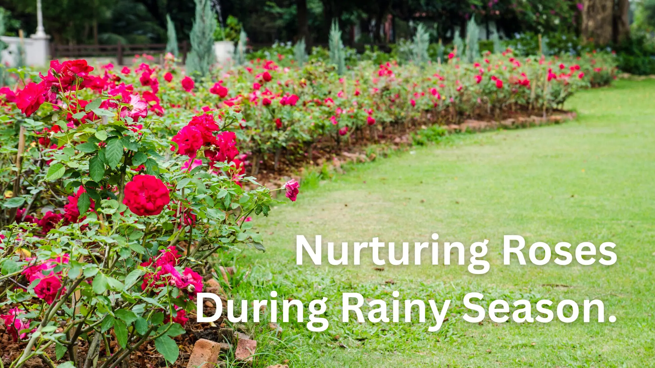 Nurturing Roses during Rainy Season.