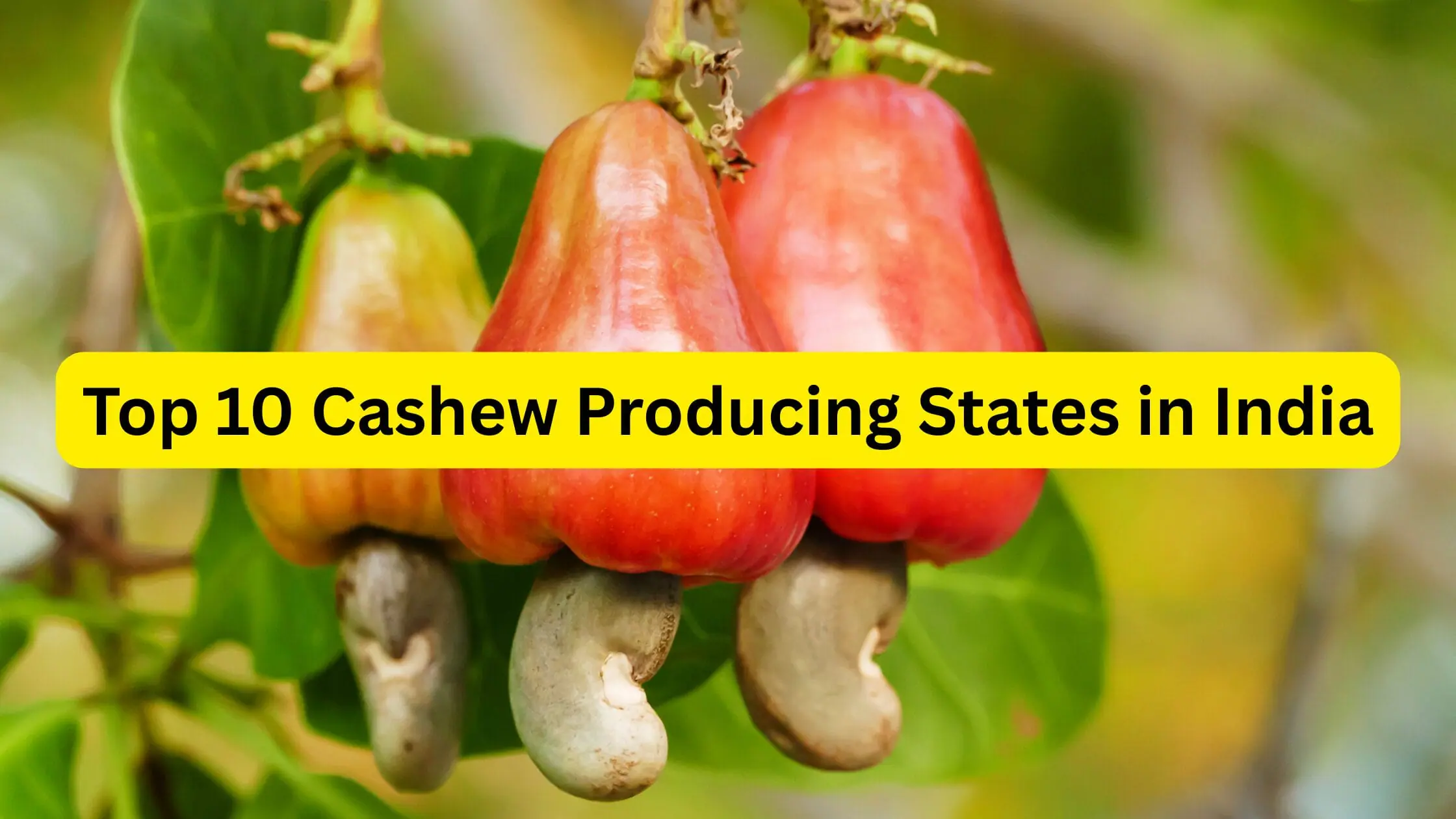 Top 10 Cashew Producing States in India