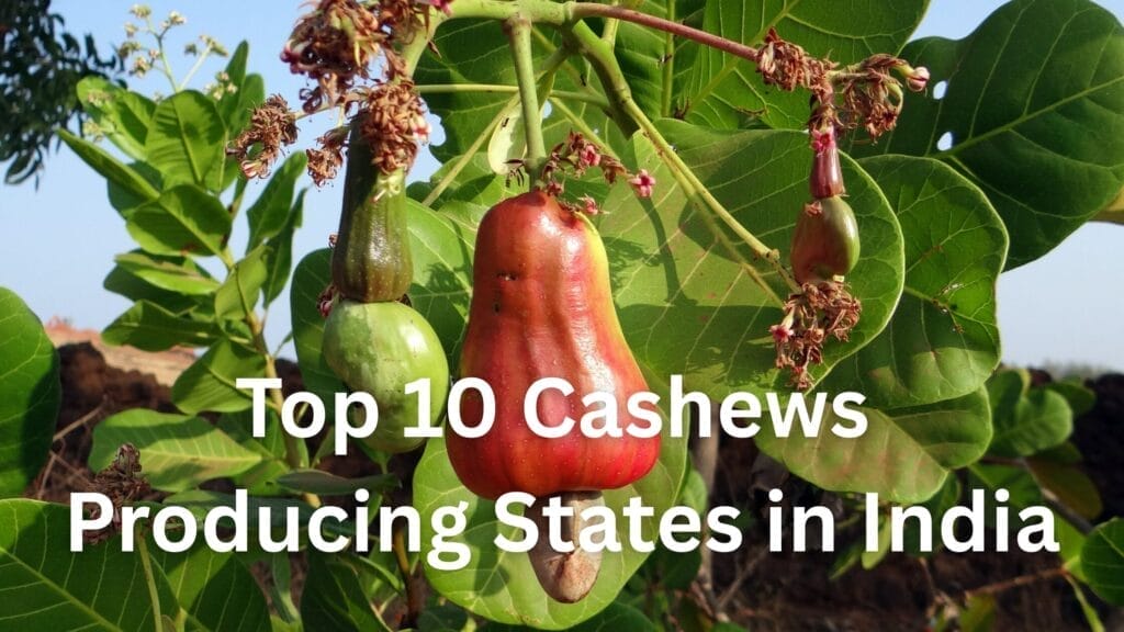 Top 10 Cashew Producing States in India