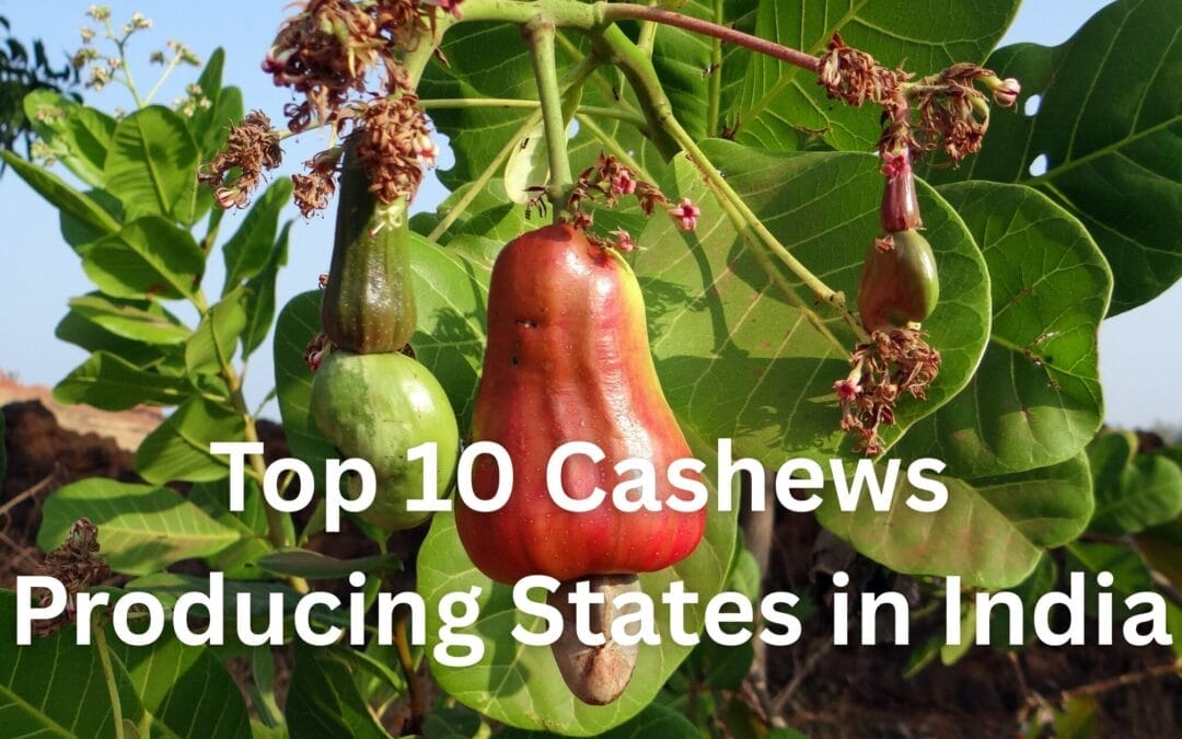 Top 10 Cashew Producing States in India