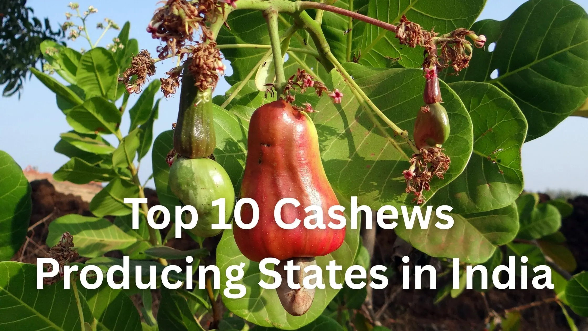 Top 10 Cashew Producing States in India