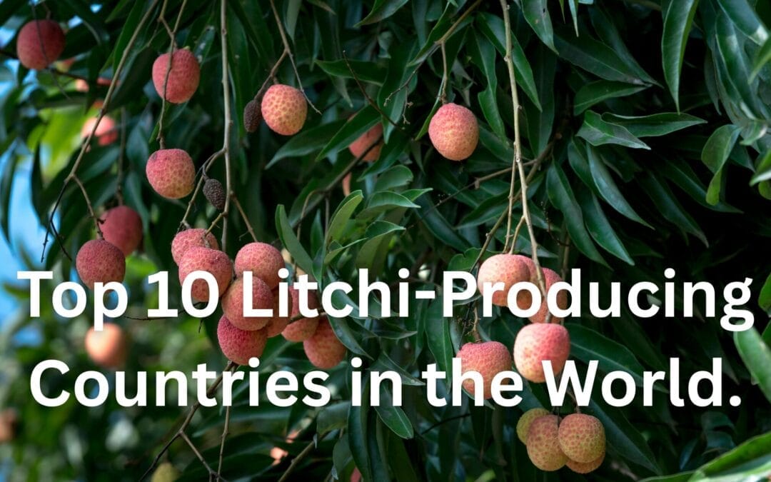Top 10 Litchi-Producing Countries in the World.