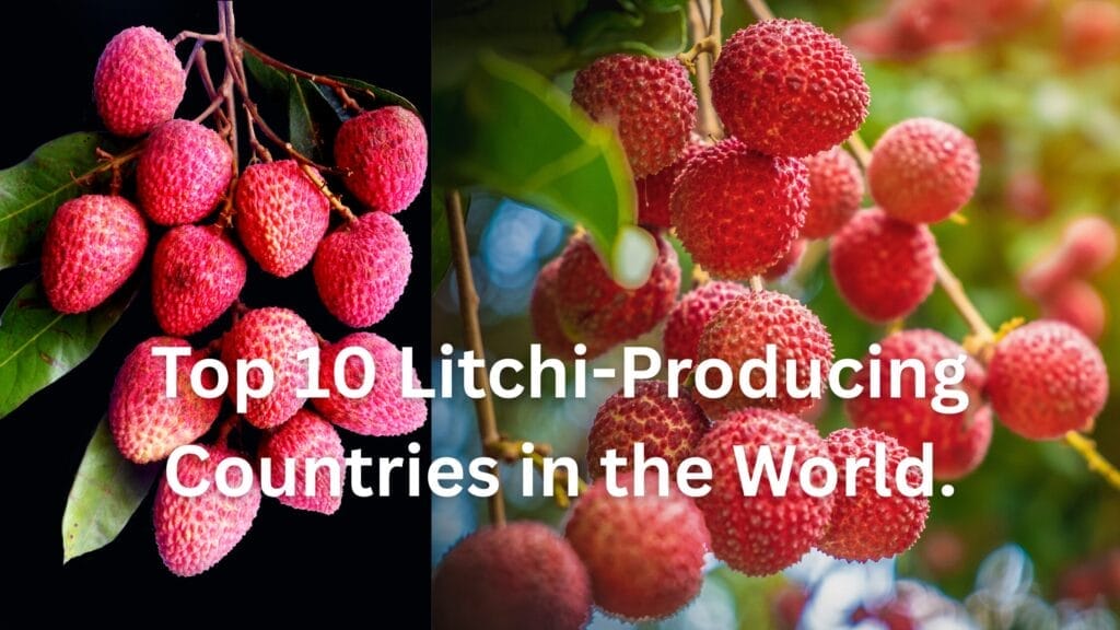 Top 10 Litchi-Producing Countries in the World: Global Demand