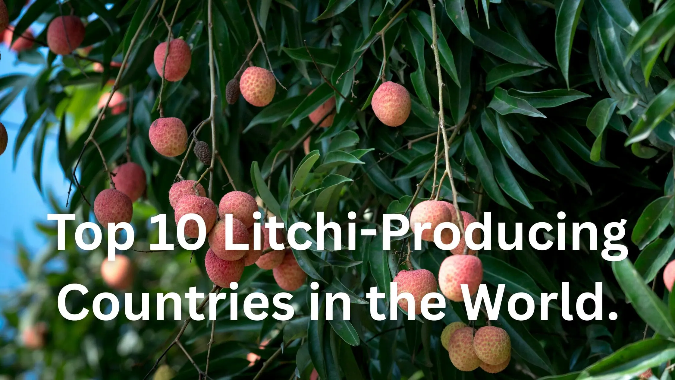 Top 10 Litchi-Producing Countries in the World.