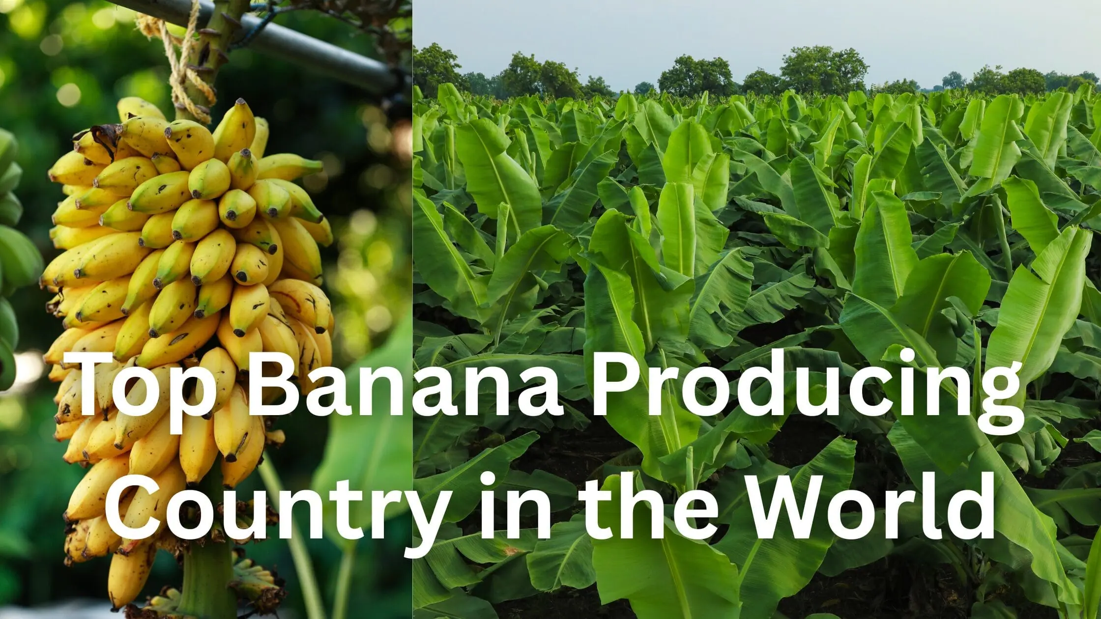 Top Banana Producing Country in the World