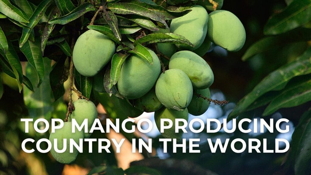 Top Mango Producing Country in the World: India