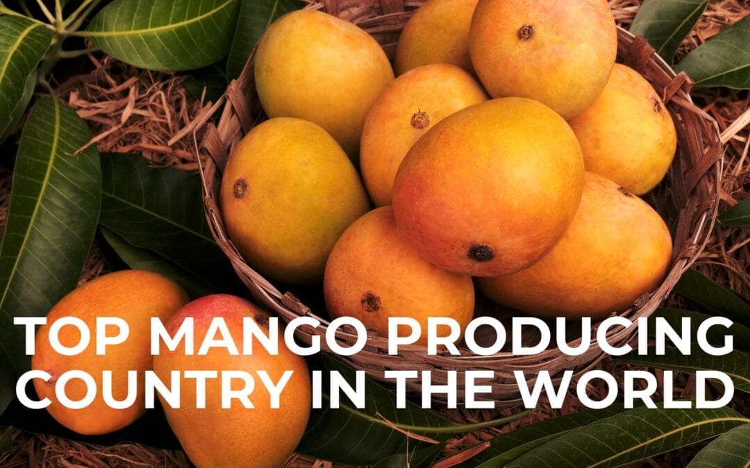 Top Mango Producing Country in the World