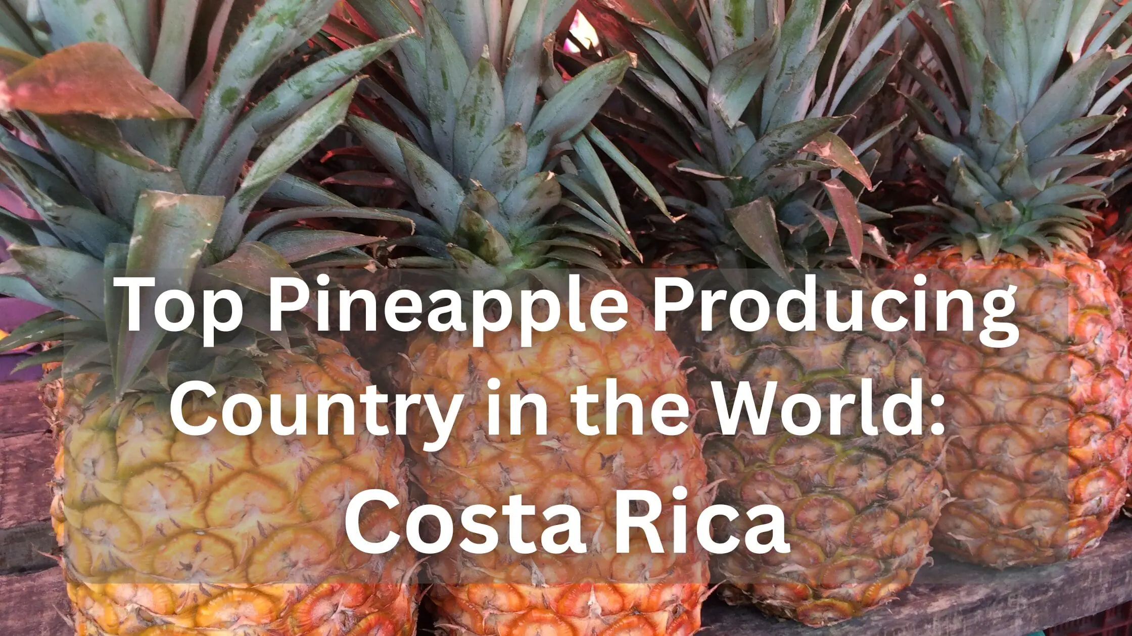 Top Pineapple Producing Country in the World