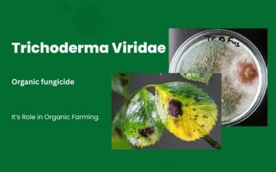Trichoderma viride: A Natural Booster for Soil and Crop Health.